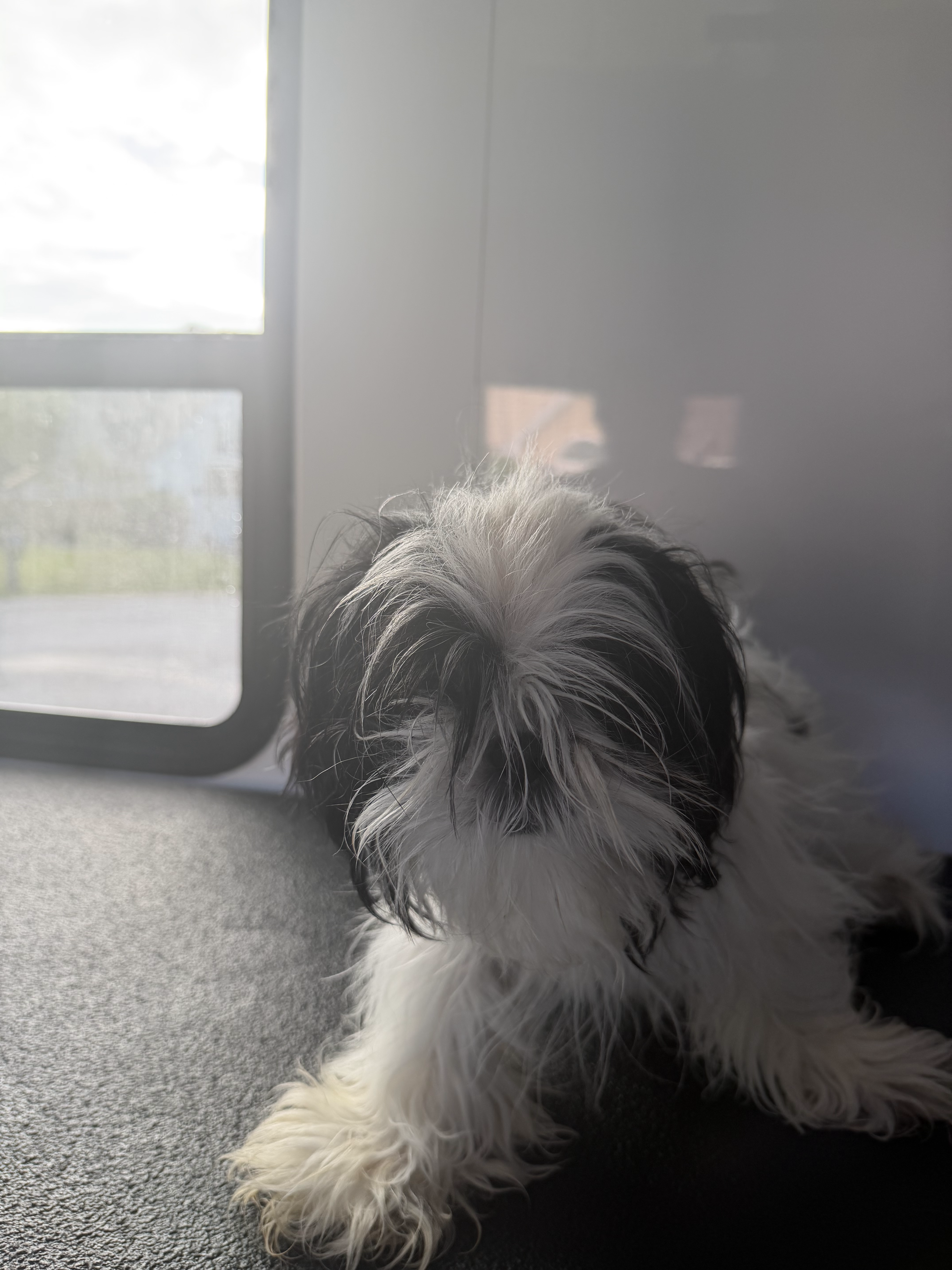 Before grooming